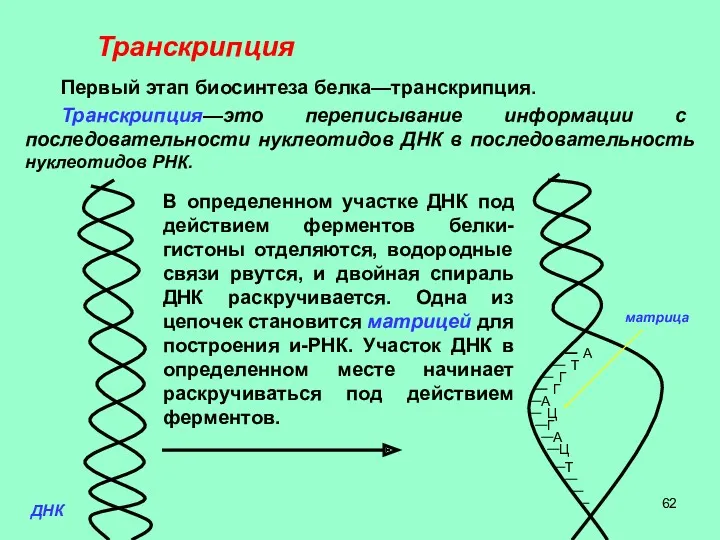 Транскрипция Первый этап биосинтеза белка—транскрипция. Транскрипция—это переписывание информации с последовательности нуклеотидов ДНК в