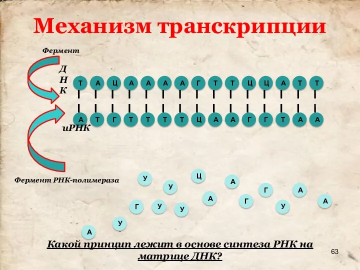 Механизм транскрипции Т А Ц А А А А Г