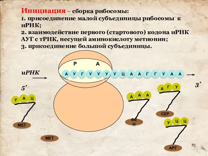 Инициация – сборка рибосомы: 1. присоединение малой субъединицы рибосомы к иРНК; 2. взаимодействие