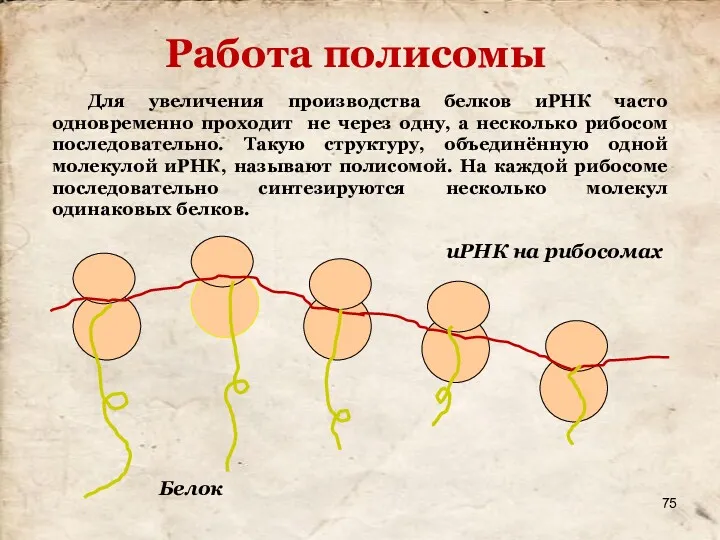 Для увеличения производства белков иРНК часто одновременно проходит не через одну, а несколько