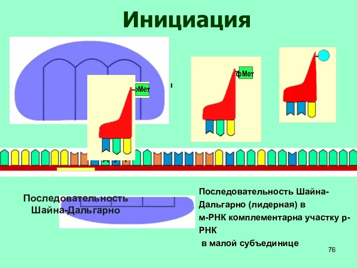 Последовательность Шайна-Дальгарно Инициация Последовательность Шайна-Дальгарно (лидерная) в м-РНК комплементарна участку р-РНК в малой субъединице