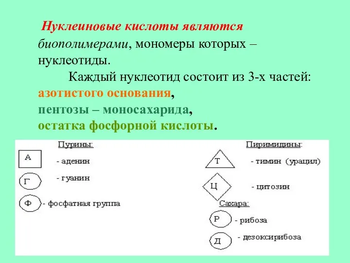 Нуклеиновые кислоты являются биополимерами, мономеры которых – нуклеотиды. Каждый нуклеотид состоит из 3-х