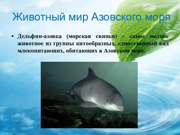 Животный мир Азовского моря Дельфин-азовка (морская свинья) – самое мелкое