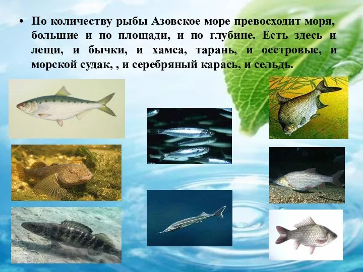 По количеству рыбы Азовское море превосходит моря, большие и по