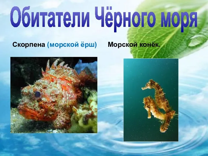 Обитатели Чёрного моря Скорпена (морской ёрш) Морской конёк.
