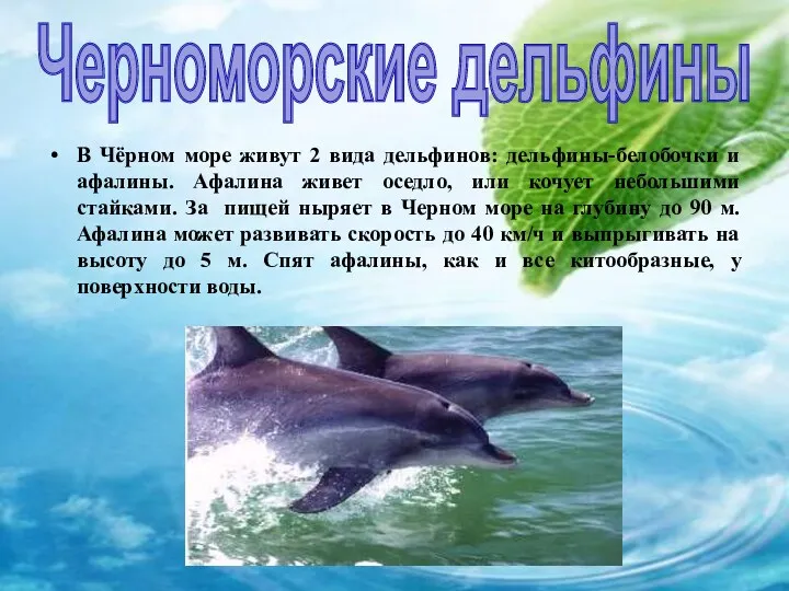 Черноморские дельфины В Чёрном море живут 2 вида дельфинов: дельфины-белобочки