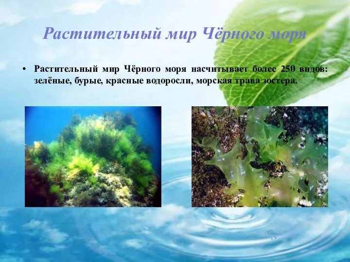 Растительный мир Чёрного моря Растительный мир Чёрного моря насчитывает более