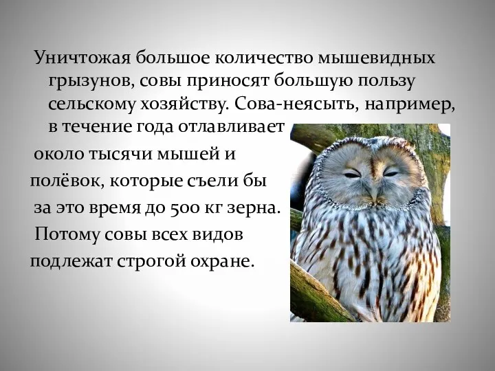 Уничтожая большое количество мышевидных грызунов, совы приносят большую пользу сельскому