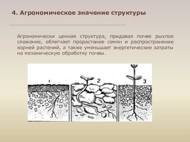Агрономически ценная структура, придавая почве рыхлое сложение, облегчает прорастание семян