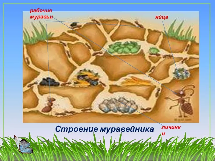 Строение муравейника рабочие муравьи личинки яйца