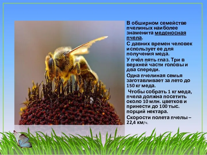 В обширном семействе пчелиных наиболее знаменита медоносная пчела. С давних