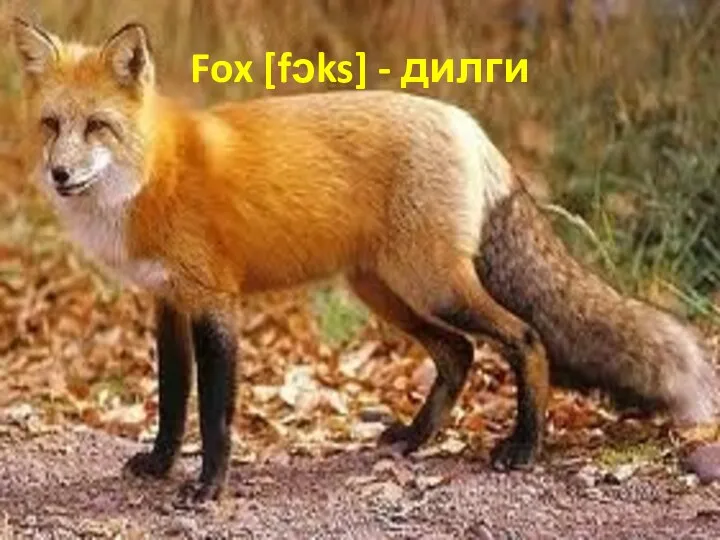 Fox [fᴐks] - дилги