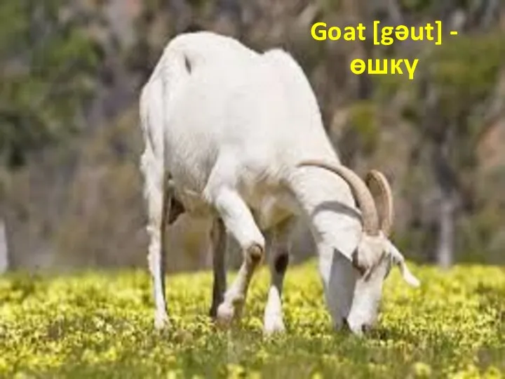 Goat [gəut] - өшкү