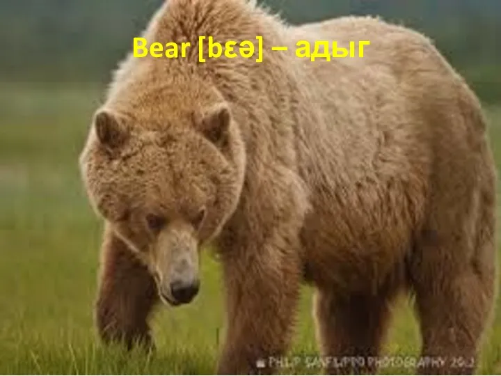Bear [bεə] – адыг
