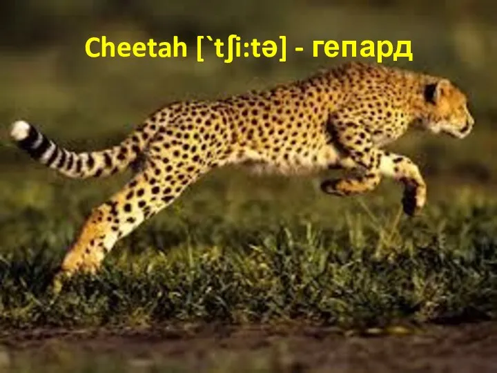 Cheetah [`tʃi:tə] - гепард
