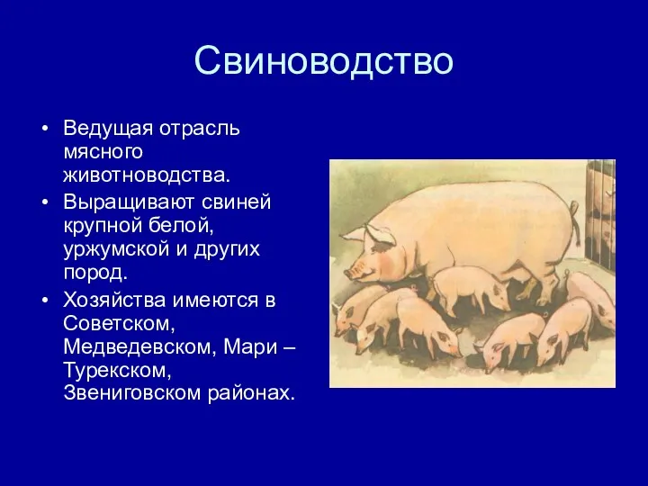 Свиноводство Ведущая отрасль мясного животноводства. Выращивают свиней крупной белой, уржумской и других пород.