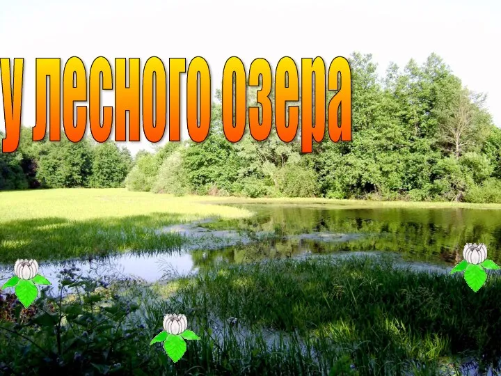 у лесного озера