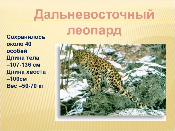 Сохранилось около 40 особей Длина тела –107-136 см Длина хвоста –100см Вес –50-70 кг Дальневосточный леопард