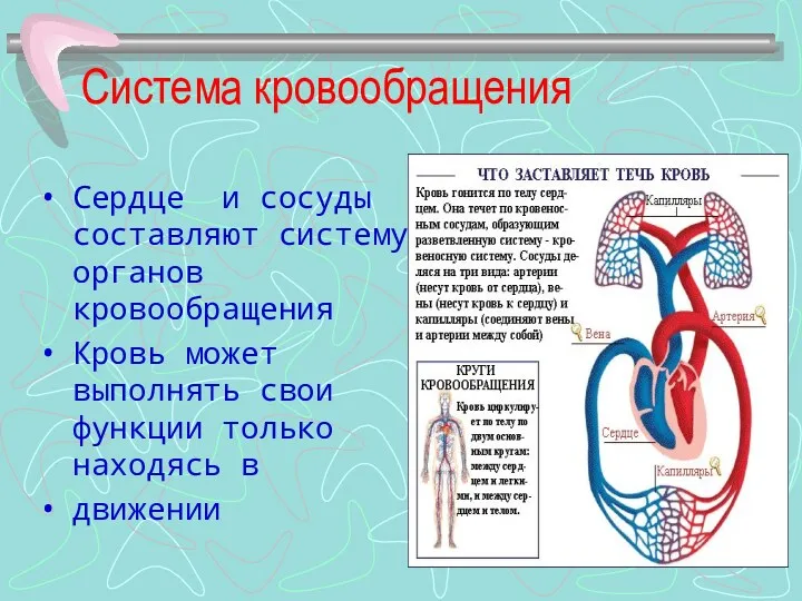 Система кровообращения Сердце и сосуды составляют систему органов кровообращения Кровь может выполнять свои