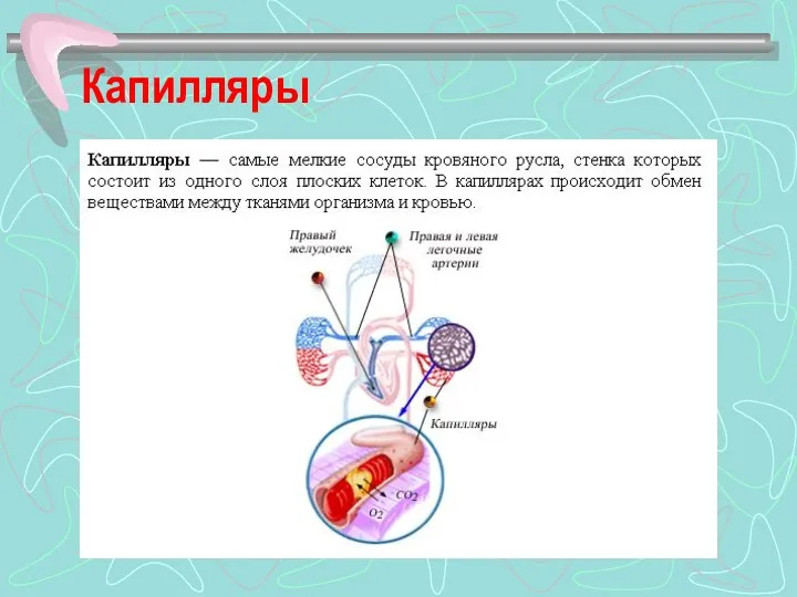 Капилляры