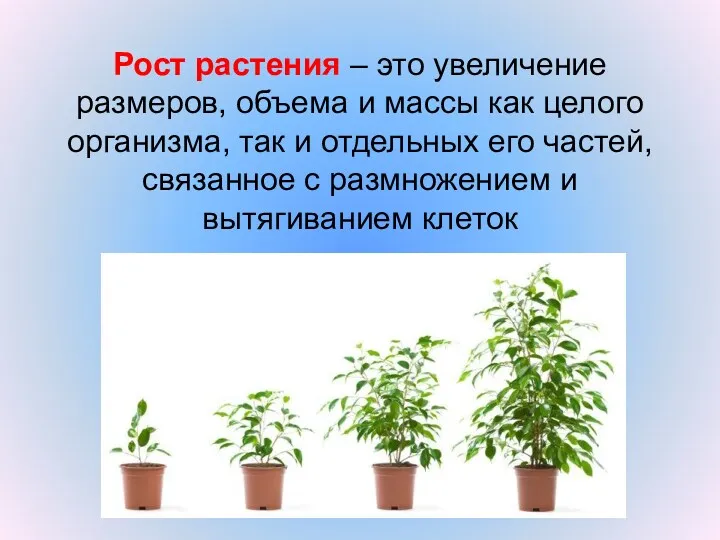 Рост растения – это увеличение размеров, объема и массы как