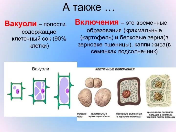 А также … Включения – это временные образования (крахмальные(картофель) и