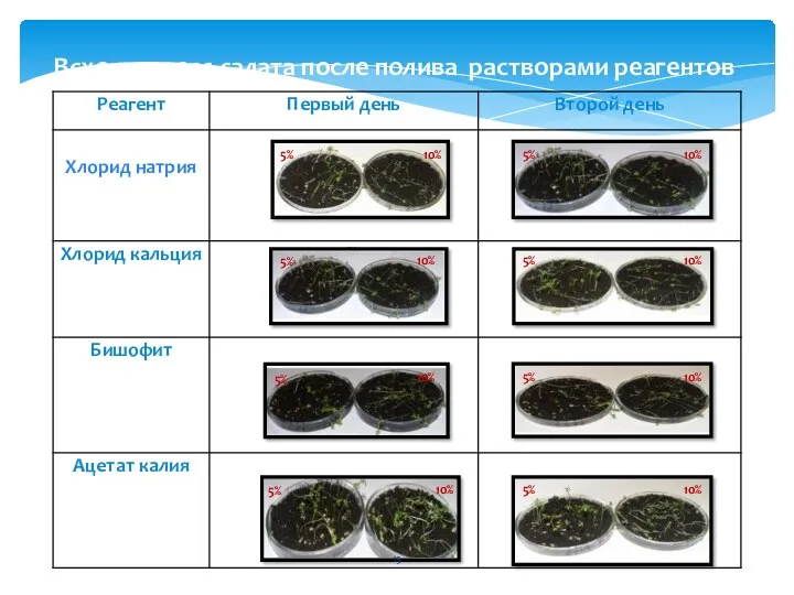 Всходы кресс-салата после полива растворами реагентов 5% 5% 5% 5%