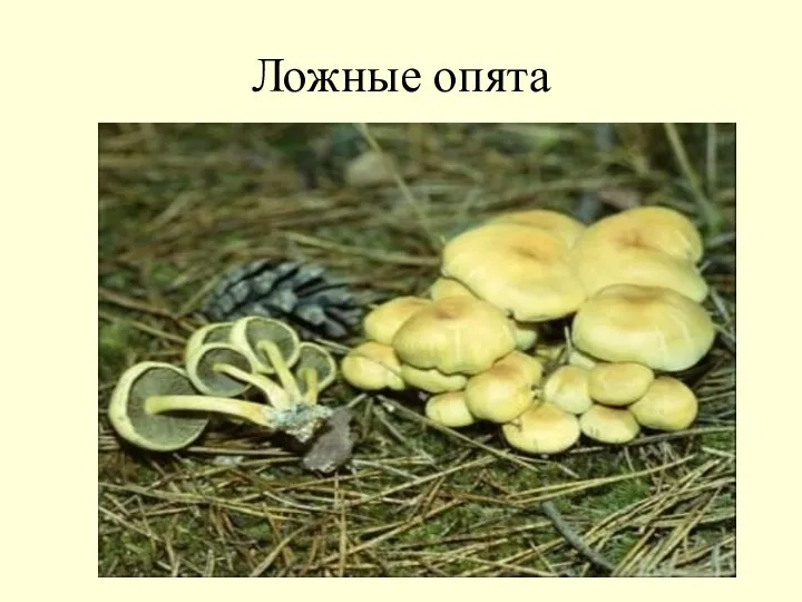 Ложные опята