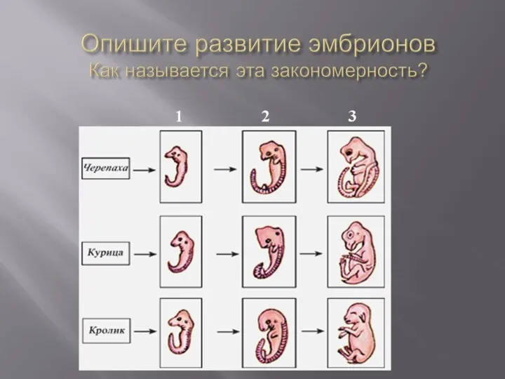 Опишите развитие эмбрионов Как называется эта закономерность?