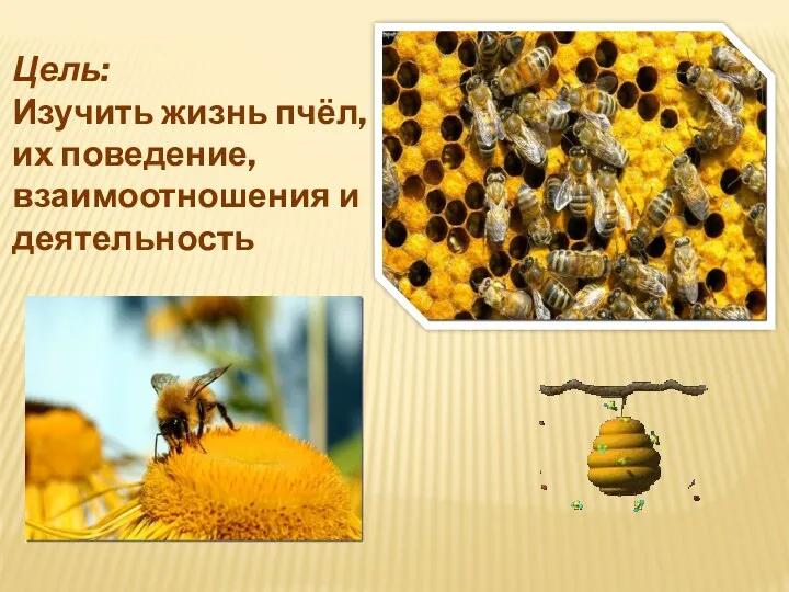 Цель: Изучить жизнь пчёл, их поведение, взаимоотношения и деятельность