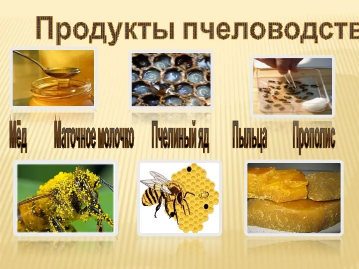 Продукты пчеловодства Мёд Маточное молочко Пчелиный яд Пыльца Прополис Воск