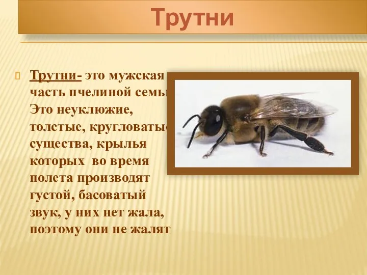 Трутни Трутни- это мужская часть пчелиной семьи. Это неуклюжие, толстые, кругловатые, существа, крылья