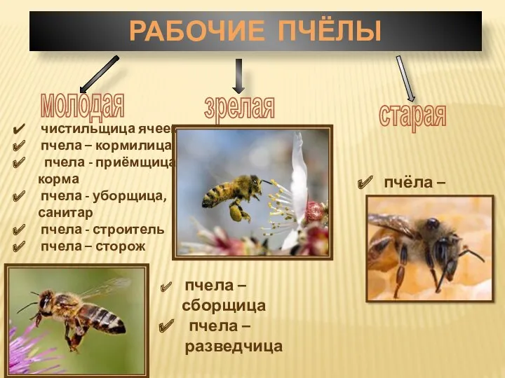 рабочиЕ пчёлы молодая зрелая старая чистильщица ячеек пчела – кормилица пчела - приёмщица