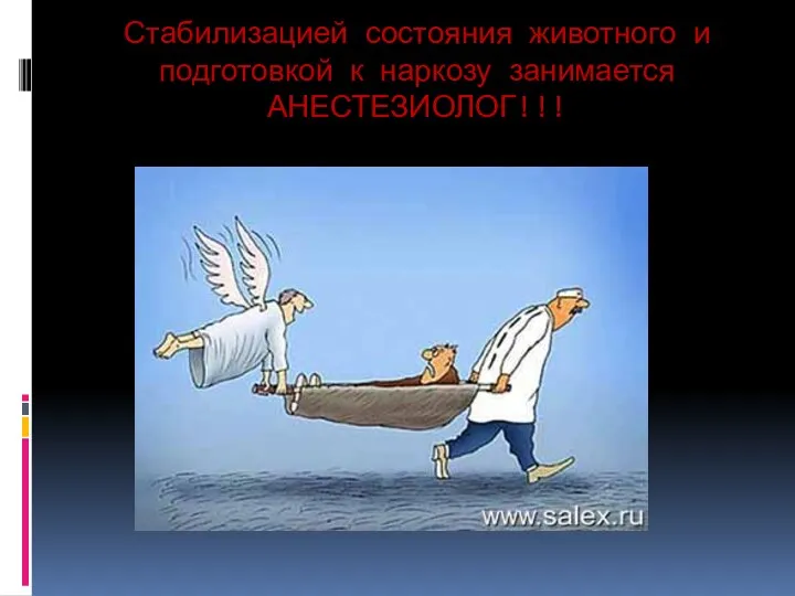 Стабилизацией состояния животного и подготовкой к наркозу занимается АНЕСТЕЗИОЛОГ!!!