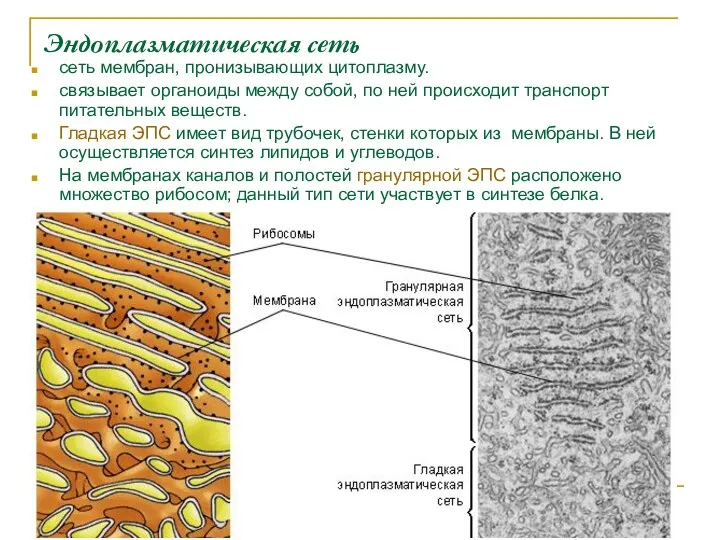 Эндоплазматическая сеть сеть мембран, пронизывающих цитоплазму. связывает органоиды между собой, по ней происходит