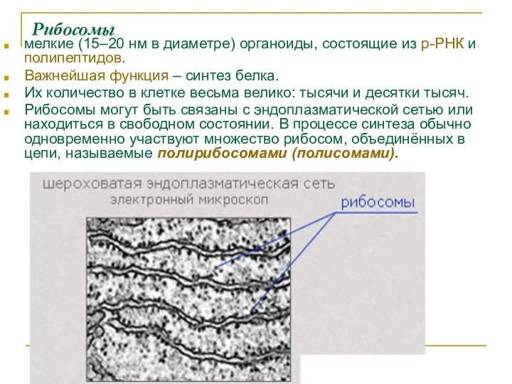 Рибосомы мелкие (15–20 нм в диаметре) органоиды, состоящие из р-РНК и полипептидов. Важнейшая