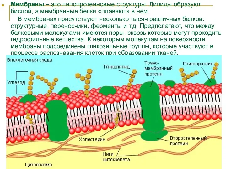 Мембраны – это липопротеиновые структуры. Липиды образуют бислой, а мембранные белки «плавают» в