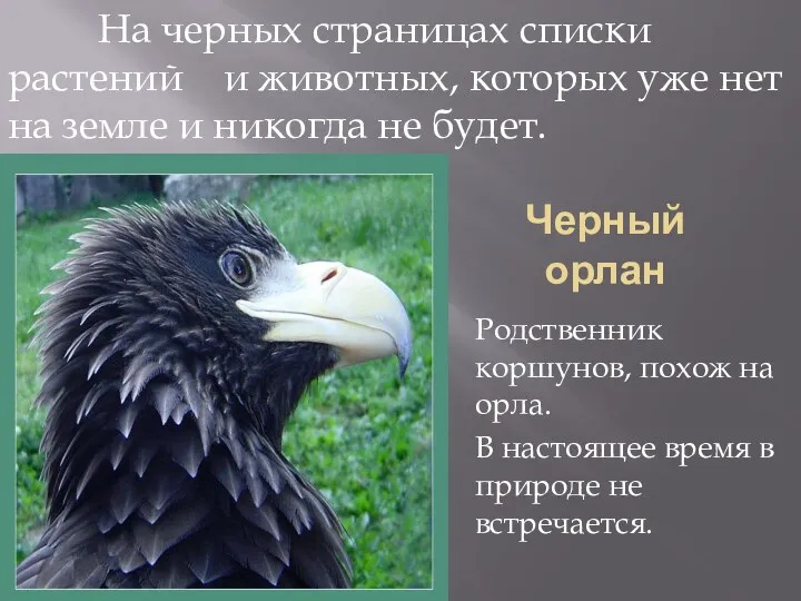 Черный орлан Родственник коршунов, похож на орла. В настоящее время в природе не