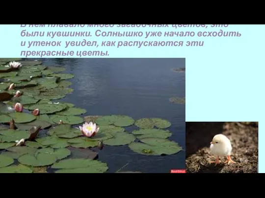 В нем плавало много загадочных цветов, это были кувшинки. Солнышко уже начало всходить