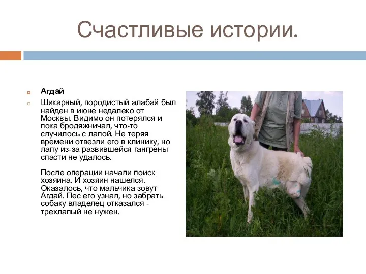 Счастливые истории. Агдай Шикарный, породистый алабай был найден в июне недалеко от Москвы.