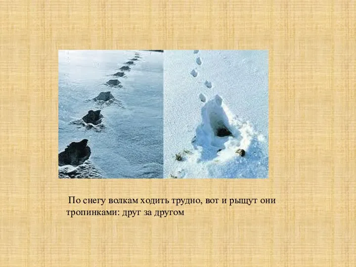По снегу волкам ходить трудно, вот и рыщут они тропинками: друг за другом