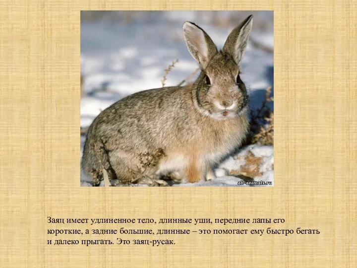 Заяц имеет удлиненное тело, длинные уши, передние лапы его короткие,