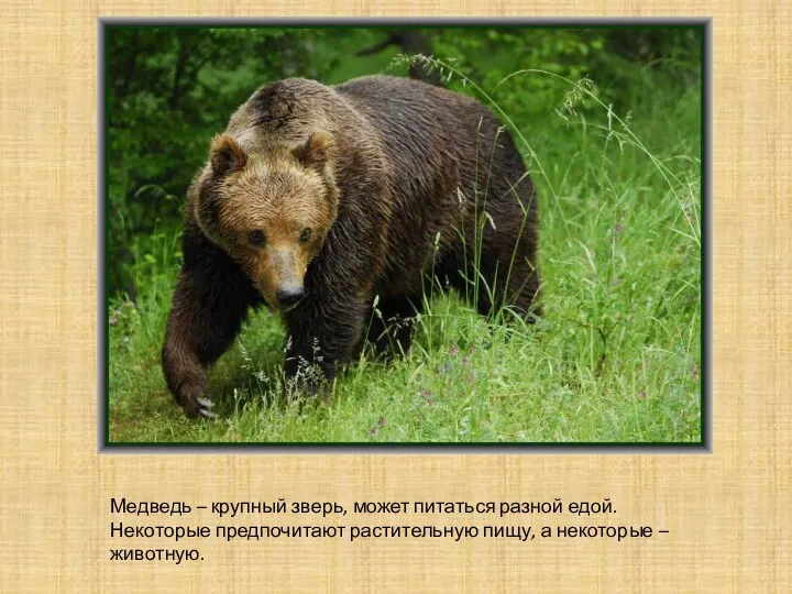 Медведь – крупный зверь, может питаться разной едой. Некоторые предпочитают растительную пищу, а некоторые – животную.