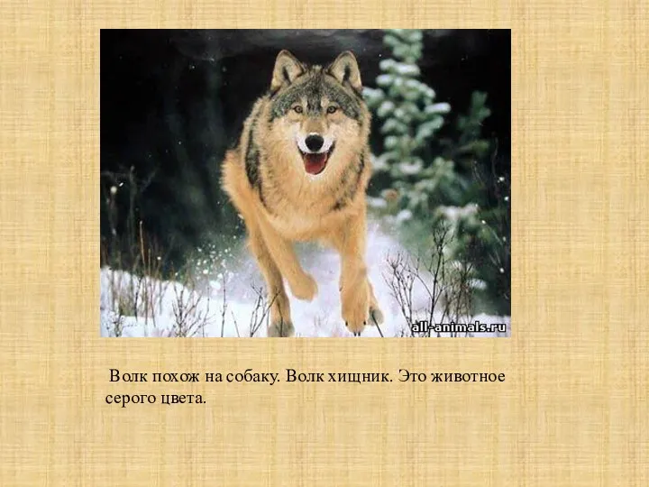 Волк похож на собаку. Волк хищник. Это животное серого цвета.