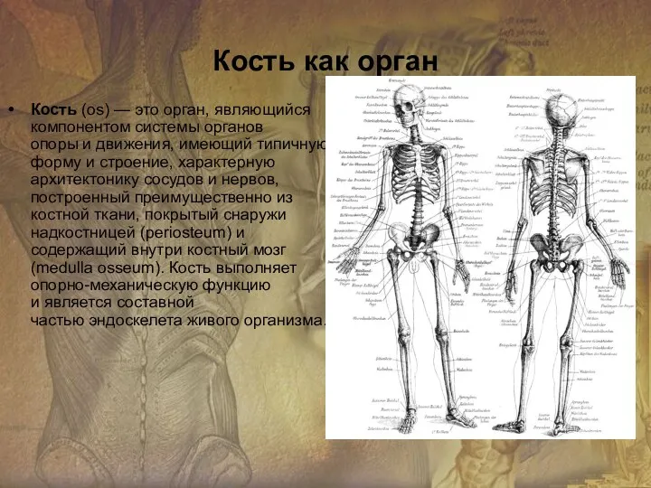 Кость (os) — это орган, являющийся компонентом системы органов опоры