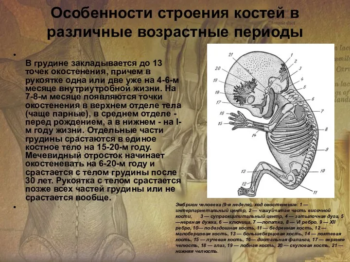 Особенности строения костей в различные возрастные периоды В грудине закладывается