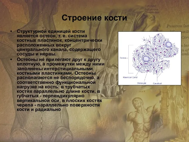 Структурной единицей кости является остеон, т. е. система костных пластинок,