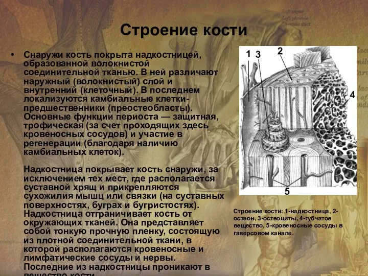 Снаружи кость покрыта надкостницей, образованной волокнистой соединительной тканью. В ней