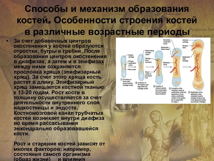 За счет добавочных центров окостенения у костей образуются отростки, бугры