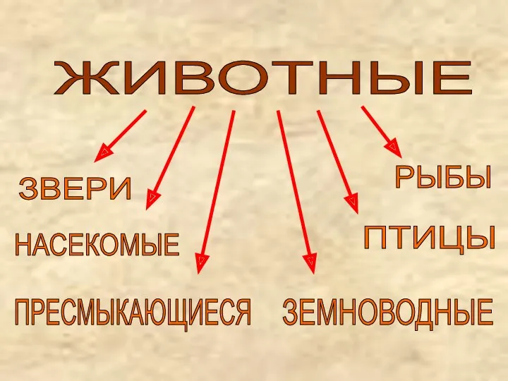 ЖИВОТНЫЕ ЗВЕРИ ПТИЦЫ РЫБЫ НАСЕКОМЫЕ ПРЕСМЫКАЮЩИЕСЯ ЗЕМНОВОДНЫЕ